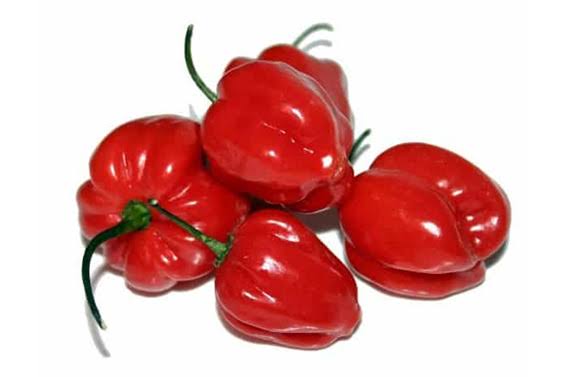 rocoto 